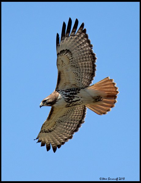 _8SB0677 red-tailed hawk.jpg